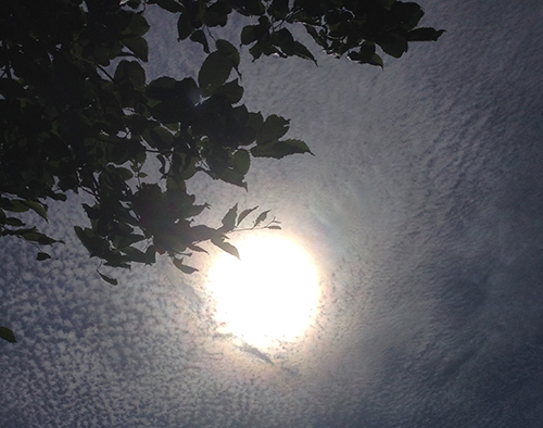 Sol och himmel i motljus samt silhuetten av en trädgren Sol himmel motljus