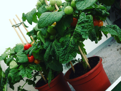 Tomatplantor