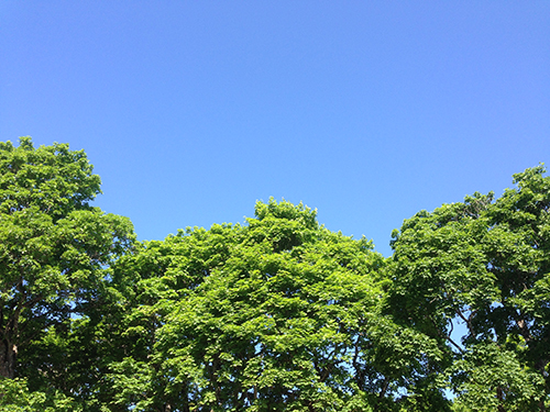 Trädkronor och blå himmel