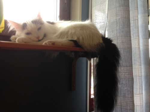 Katten Maja ligger på fönsterbrädan Maja i fönstret