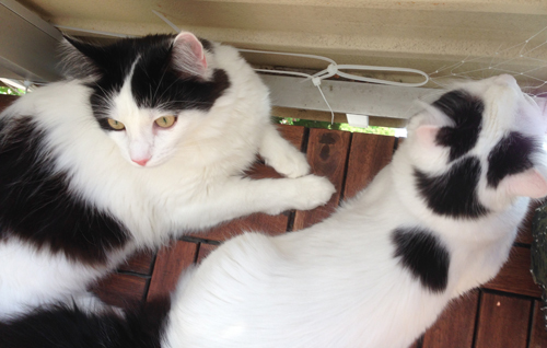 Lucifer och Citrus på balkongen