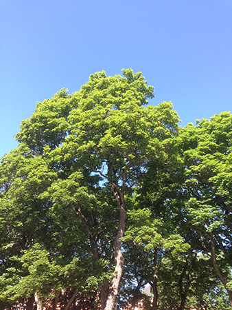 Trädkrona mot blå himmel