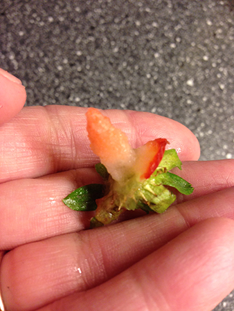 Stjälken på en jordgubbe i min hand ser ut som en miniatyrsnopp Avsnoppad jordgubbe