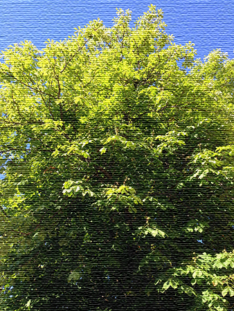 Grönt kastanjeträd mot blå himmel