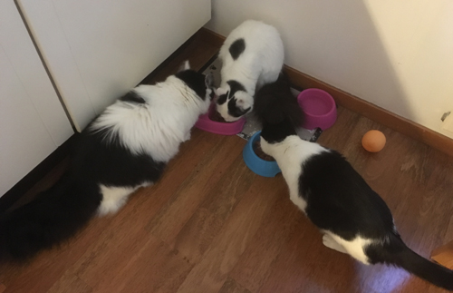 Familjen Katt Familjen Katt