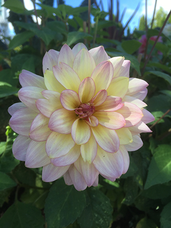 Dahlia