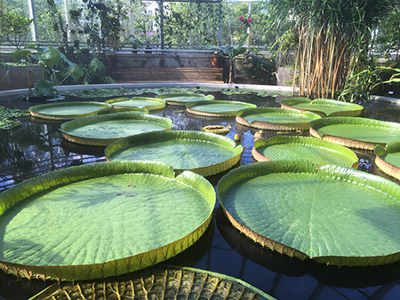  Jättenäckrosen Victoria