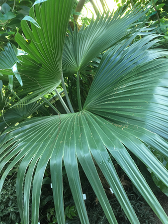 Gröna blad i Tropiska växthuset