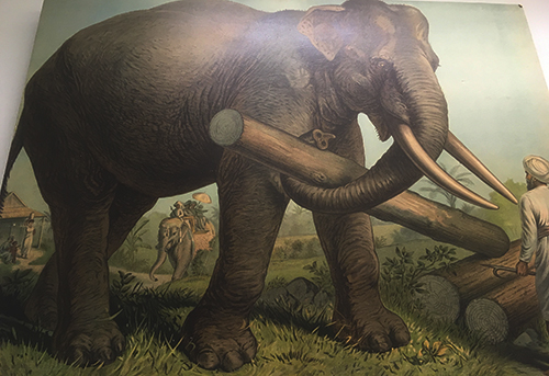 Skolplansch med elefant