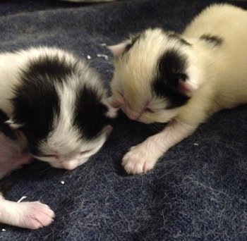 Lucifer och Citrus cirka en vecka gamla,.