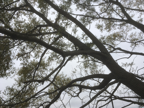 Trädgrenar mot grå himmel