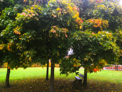 En tom bänk under höstträd En tom bänk under höstträd