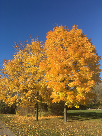 Gula höstträd och blå himmel