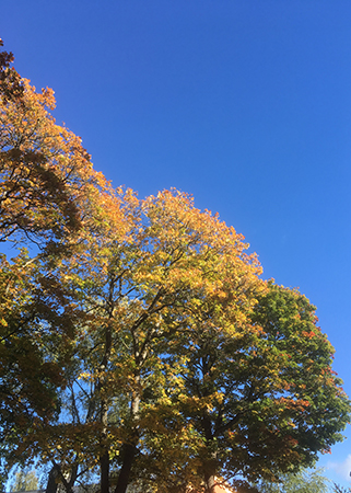 Höstträd mot blå himmel 3-hosttrad-mot-bla-himmel