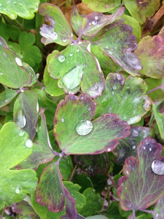 Droppar på små gröna blad