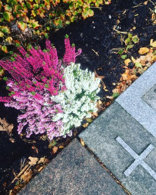 Ljungträd på graven