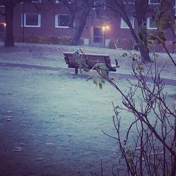 Bänk på frostig gräsmatta