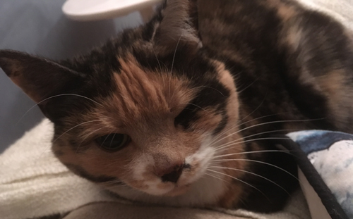 Katten Tussan Katten Tussan