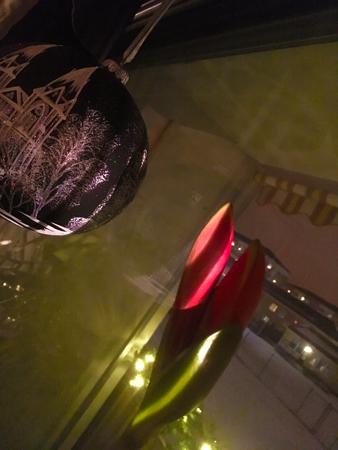 Uppsalakula och amaryllis