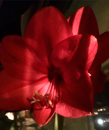 Amaryllisklocka röd nära