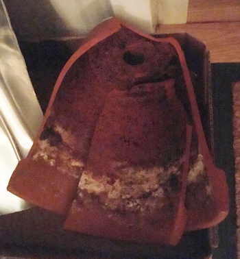 Trasig blomkruka Trasig blomkruka