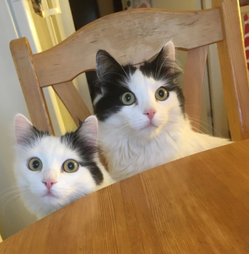 Citrus och Lucifer vid matbordet