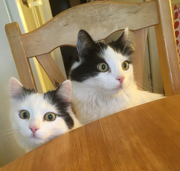 Citrus och Lucifer på köksstol