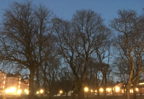 Träd decembermorgon