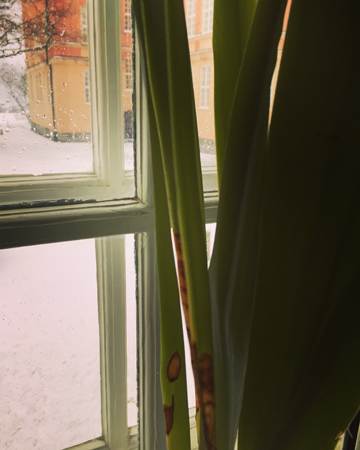 Yuccapalm i kontorsfönstret