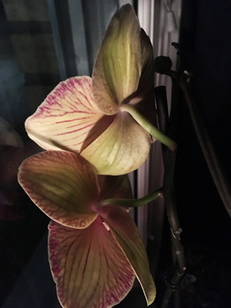 Gul blommande orkidé