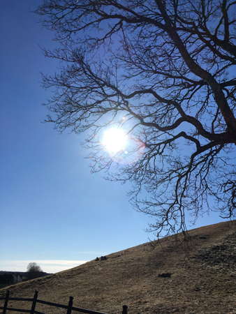 Gamla Uppsala träd sol gravhög