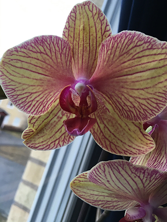 Orkidé gul och vinröd blommande nära