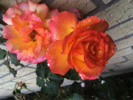 Orange rosor vid husväggen