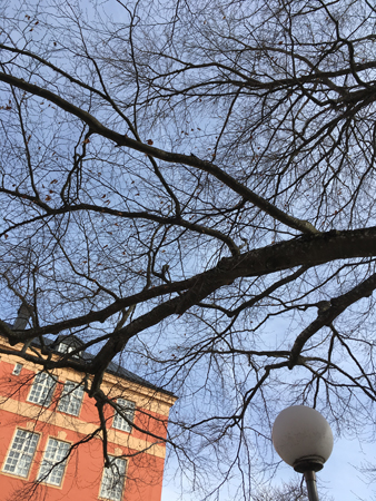 Trädgrenar mot vårhimmel