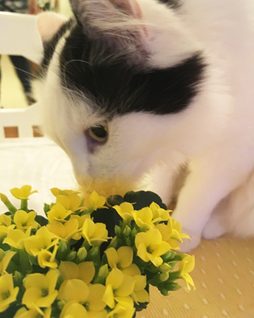 Katten Lucifer sniffar på blommor Katten Lucifer sniffar på blommor