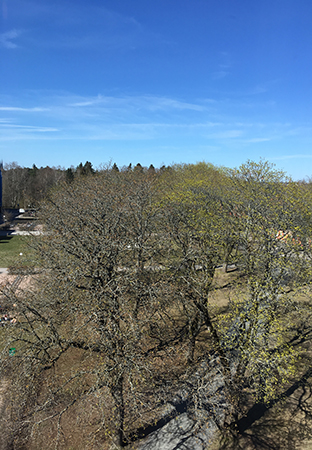 Vårhimmel och träd genom fönster