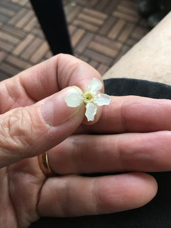 Häggblomma i min nypa