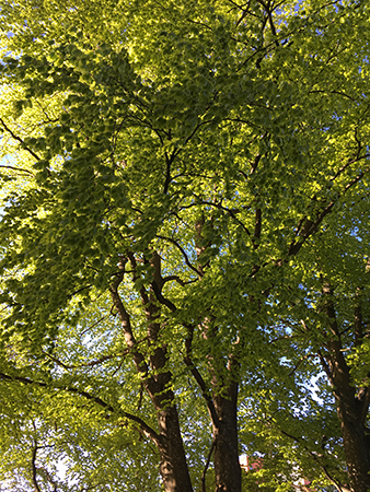 Grönt träd Grönt träd