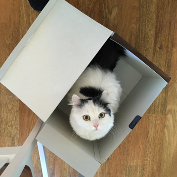 Citrus i brödrostlådan