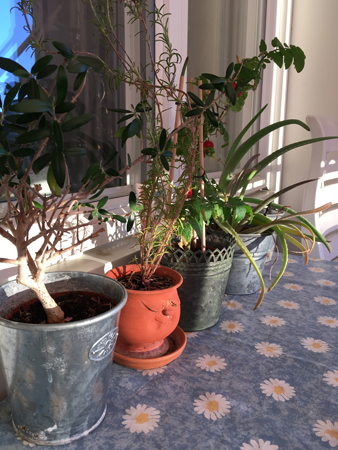 Olivträd dragon tomat aloe vera