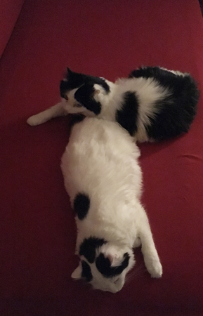 Citrus och Lucifer på Es säng