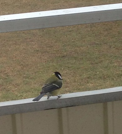 Talgoxe på balkongräcket