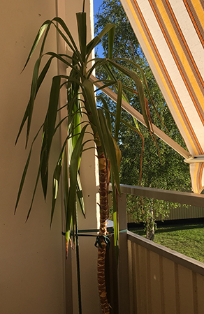 Yuccapalmen Ingrid på ballen