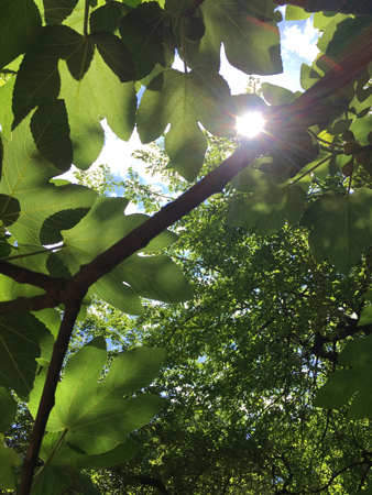 Solen genom lövverket