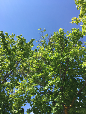 Grönt träd och blå himmel