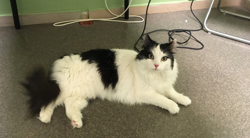 Lucifer före trimningen