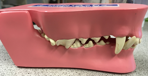 Tänder modell hos veterinären