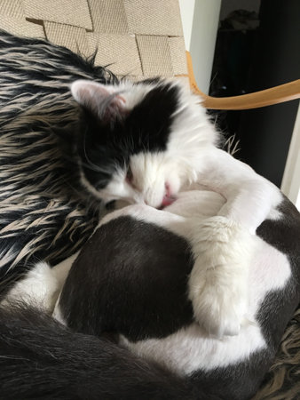 Lucifer tvättar bröstkorgen