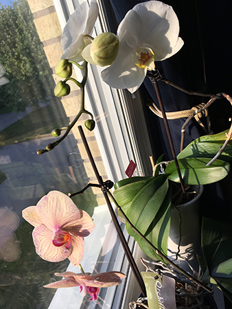 Mammas vita orkidé tor 10 aug 2017