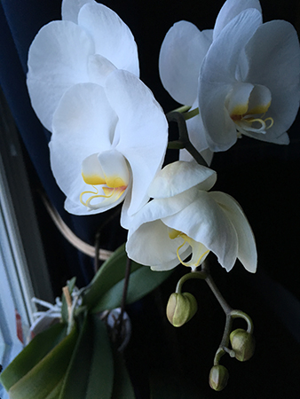 Orkidé vit i blomning